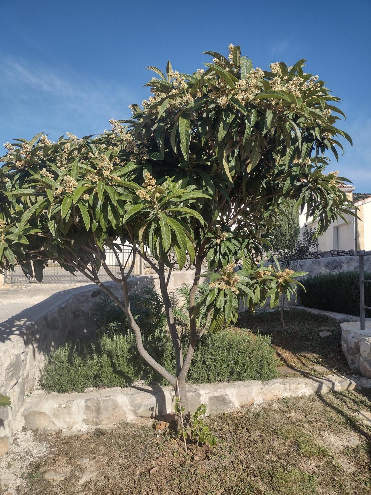Apartment Olea Marina Buitenkant foto